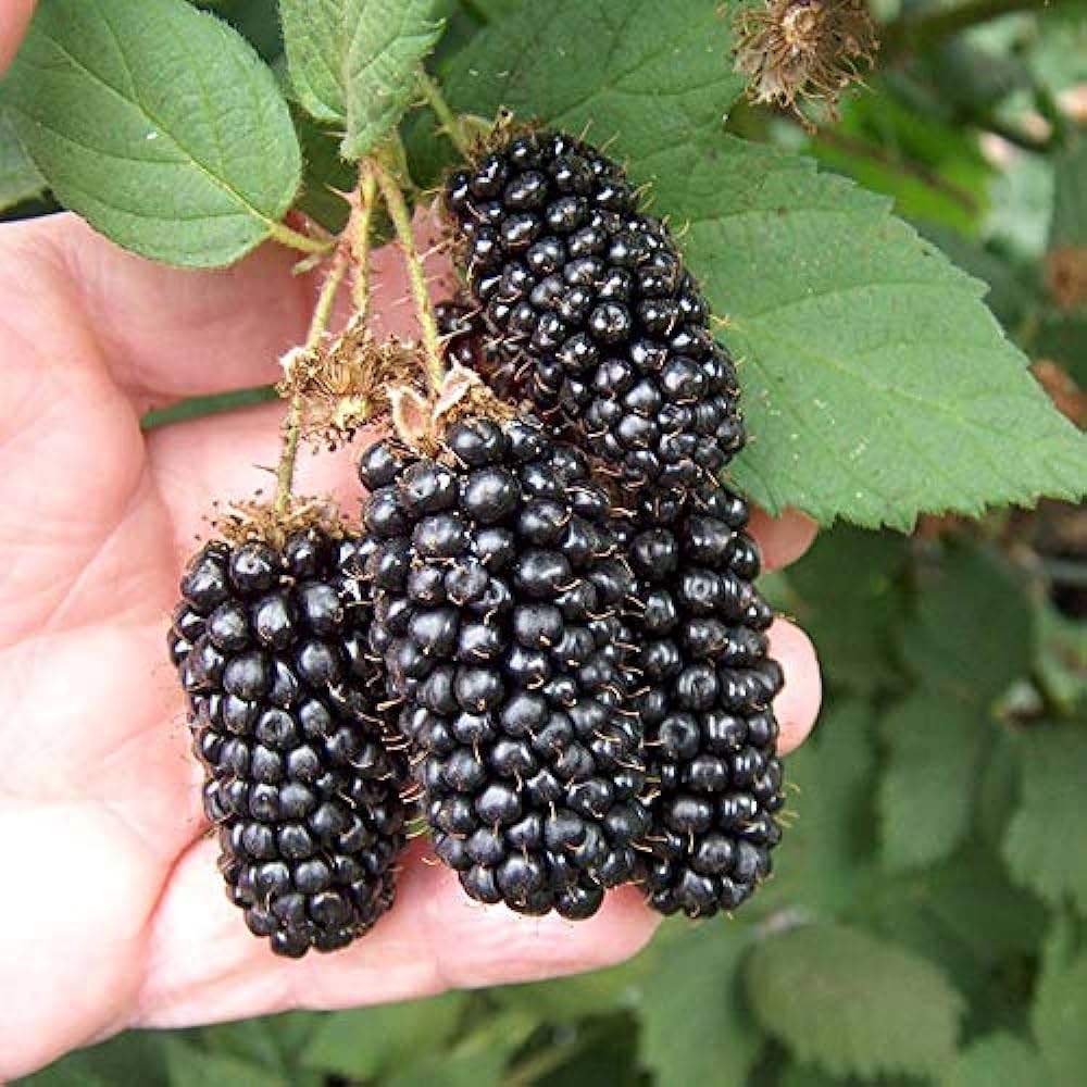 BLACK BERRY